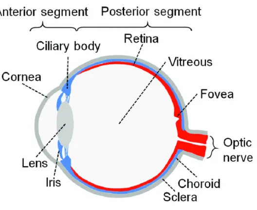 Figure 1: Schematic structure of human eye 