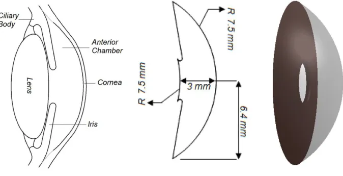 Figure 2: Anterior segment detailed anatomy 