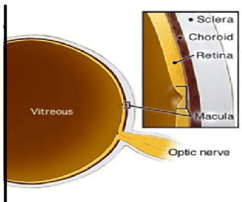 Figure 3: Posterior segment anatomy 