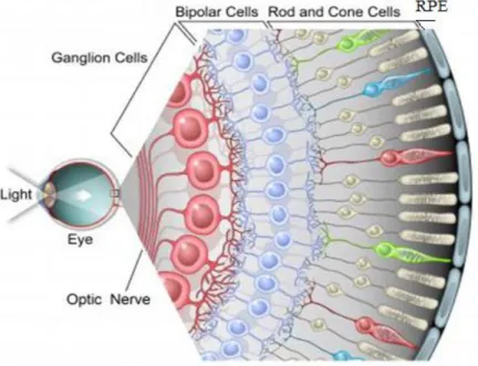 Figure 4: Retina’s schematic structure 