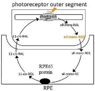 Figure 6: The role of RPE65 in visual cycle 