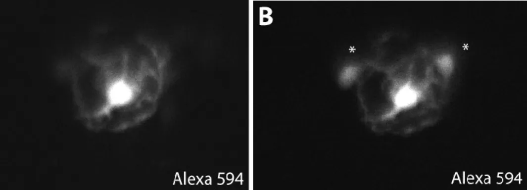 Figure  4.2.  Communication  cytoplasmique  entre  les  CSPs.  (A)  Images  prises  par 