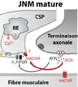 Figure 1.4. Mécanismes cellulaires de détection de la  transmission  synaptique  par  la  CSP