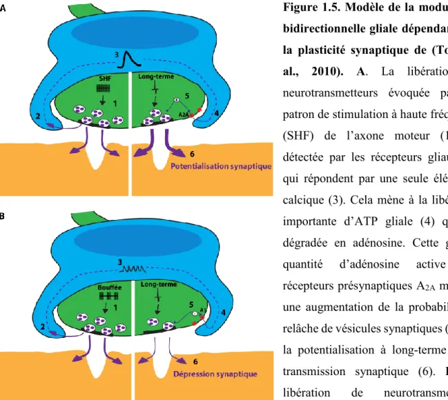 Figure 1.5. Modèle de la modulation  bidirectionnelle gliale dépendante de  la  plasticité  synaptique  de  (Todd  et  al.,  2010)