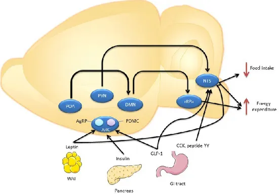 Figure 1: Hypothalamic neuronal circuits regulating food intake and energy expenditure