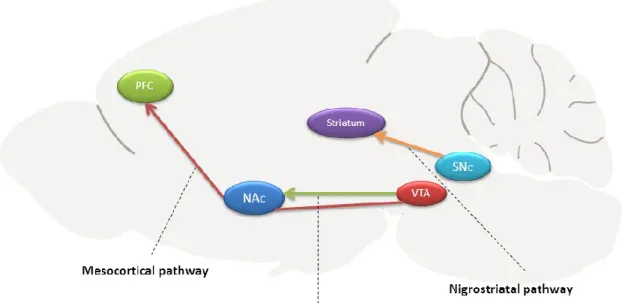 Figure 2: Overview of the reward system in rodent brain. Dopamine neurons are located in 