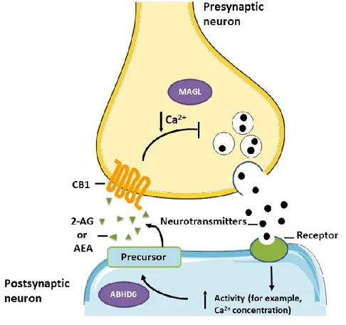 Figure  4:  Endocannabinoid  synaptic  modulation.  Pre-synaptic  neurotransmitter  release 