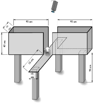 Figure 9: Elevated plus maze scheme and dimensions   