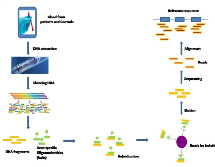 Figure  3:  Schematic  for  targeted  next  generation  sequencing.  DNA  is  extracted  from  the  study subjects, then sheared and allowed to hybridize to the baits (oligonucleotides specific  for the target regions)