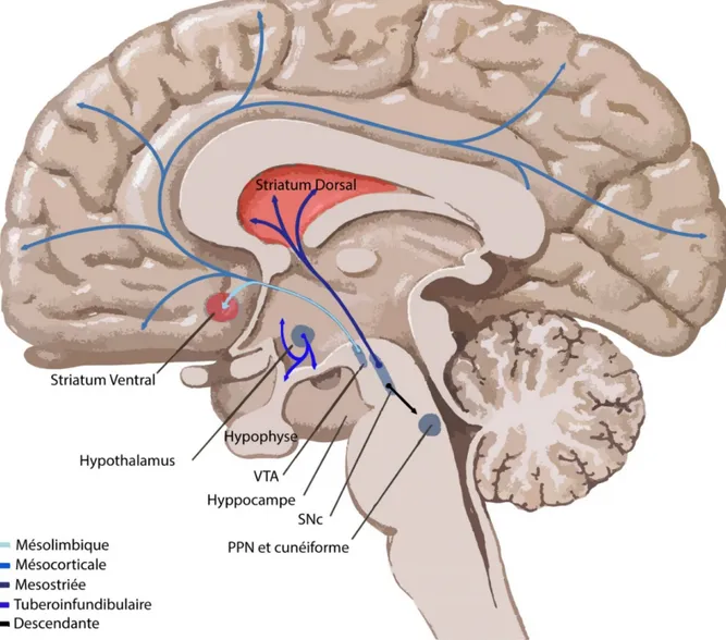 Figure 2.  Voies de projections du système dopaminergique mésencéphalique. En 
