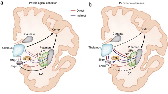 Figure 3.  Schématisation classique des voies directes et indirectes des ganglions de  la base dans des conditions physiologiques et dans la MP [46]