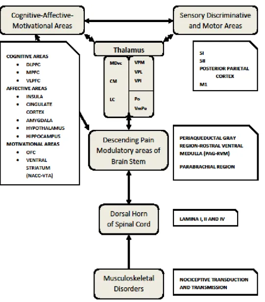 Figure 2.1: Nociception, central nervous system and musculoskeletal disorders 