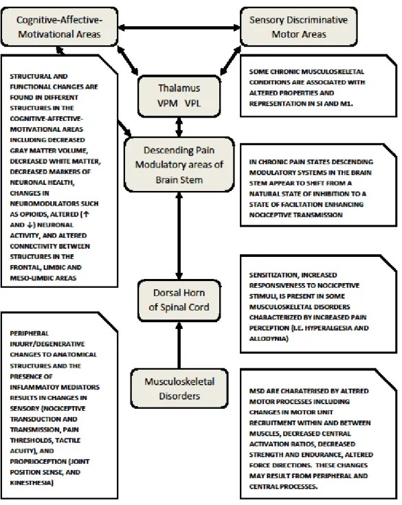 Figure 2.2: Changes in the central nervous system associated with pain and musculoskeletal disorders 