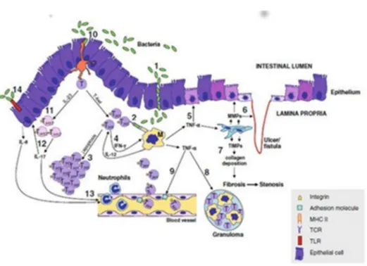 Figure 5.  Représentation schématique de l’immunopathogenèse de la maladie de  Crohn. Transmigration paracellulaire des pathogènes/antigènes (1)