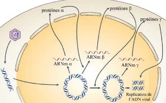 Figure 7: Cascade d’expression des gènes viraux. 