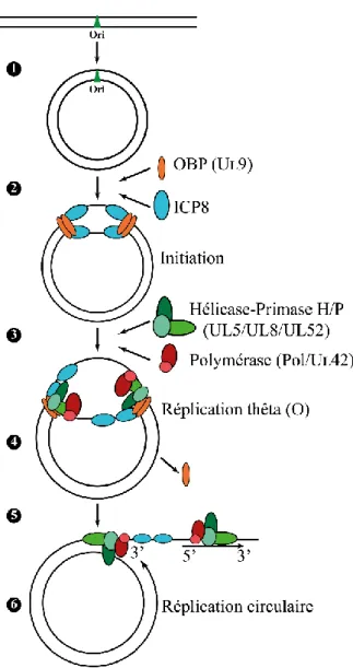 Figure 8 : Diagramme de réplication de l’ADN du VHS-1 