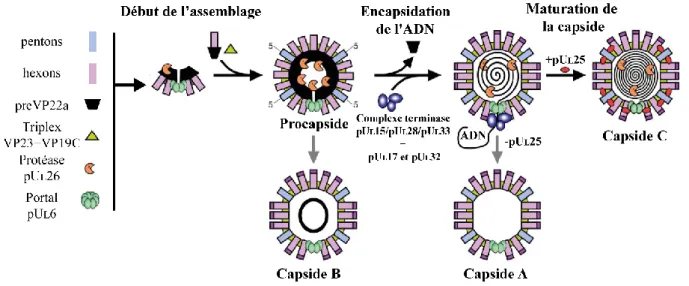 Figure 9 : Assemblage et maturation des capsides nucléaires. 