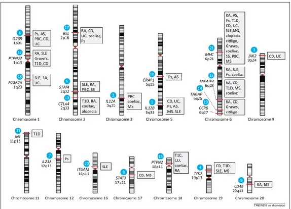 Figure 3.  Locus associés à l’auto-immunité.  