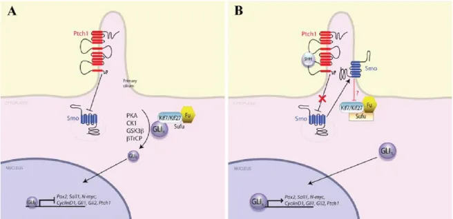 Figure  1-2    Mammalian  Hedgehog  (Hh)  signaling  pathway  [50]  A.  In  the  absence  of  Hh  ligand,  Patched1  (PTCH1)  blocks  Smoothed’  (SMO)  activity,  preventing  its  ciliary  localization and its interaction with the Kif7/Kif27–Fu–Sufu comple