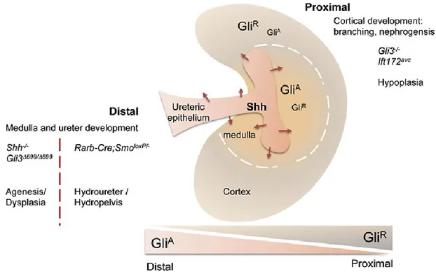 Figure 1-3  Model for Shh signaling in the developing kidney. Shh is secreted from the distal  ureter epithelium and establishes a gradient of distal high and proximal low of Hh signal