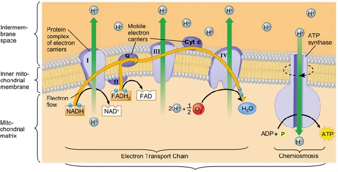 Figure  1-5  Electron  Transport  Chain.  The  electron  transport  chain  is  a  series  of  electron  carriers  and  ion  pumps  that  are  used  to  pump  H +   out  of  the  inner  mitochondrial  matrix
