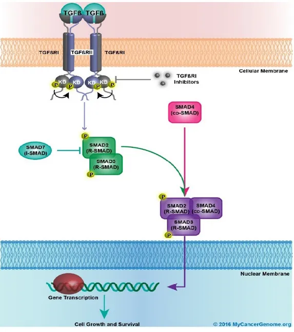 Figure 1-6 Schematic representation  of canonical  TGFβ signaling pathways. Binding of the  TGFβ1  ligand  dimer  to  the  TGF-beta  receptor  type-2  (TGFβRII)  promotes  dimerization  of  TGFβRII  with  TGFβRI  and  results  in  phosphorylation  of  TGFB
