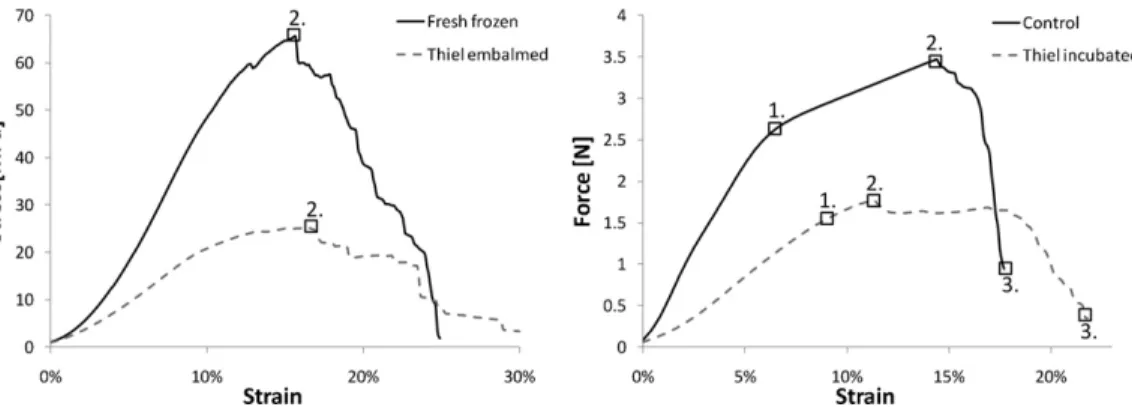 Figure  5.  The  stress-strain  relationships  in  flexor  tendons  from  fresh-frozen  and  Thiel  embalmed  cadavers