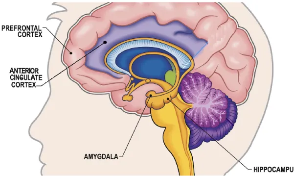 Figure 1. Frontal-limbic neural circuitry. Adapted from 