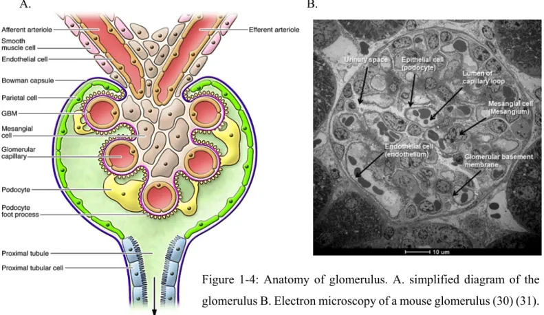 Figure  1-4:  Anatomy  of  glomerulus.  A.  simplified  diagram  of  the  glomerulus B