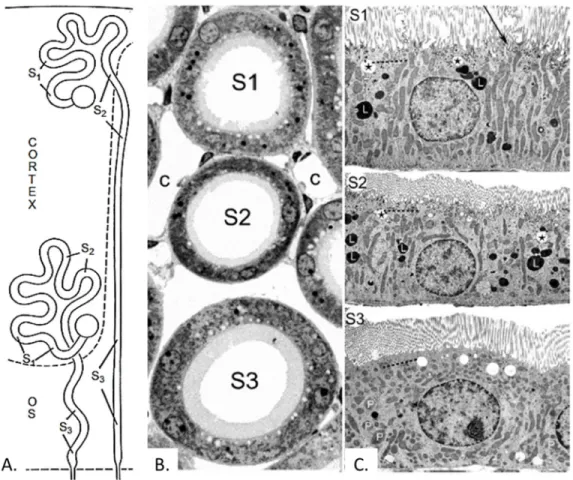 Figure  1-7:  Schematic  location  and  ultrastructure  of  proximal  tubular  S 1 –S 3   segments  in 