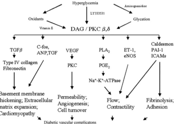 Figure 1-13: Physiological effects and cellular mechanisms of DAG–PKC activation induced  by hyperglycemia (85)