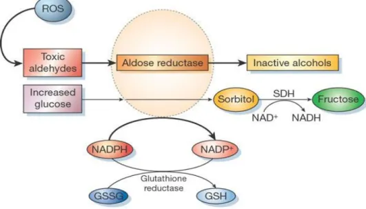 Figure  1-14:  Polyol  pathway  and  aldose  reductase.  The  Aldose  reductase  reduces  aldehydes  generated by ROS into inactive alcohols and converts glucose to sorbitol, using NADPH as a  co-factor
