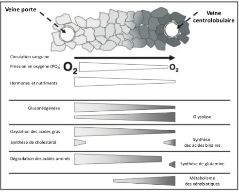 Figure 3.  Représentation  schématisée  de  la  zonation  des  différentes  voies  métaboliques  selon  la  localisation  des  hépatocytes  le  long  de  l'axe  porto-central