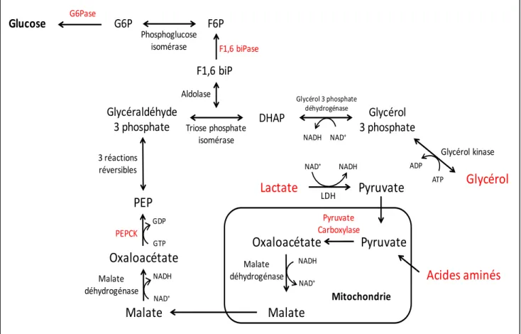 Figure 5.  Représentation simplifiée de la voie de la gluconéogenèse hépatique.  Adaptée à partir du Précis de biochimie de Harper, Murray et al