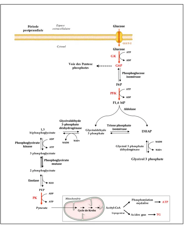 Figure 7.  Représentation schématique des différentes étapes de la voie de la  glycolyse