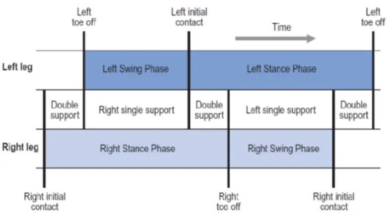 Figure 1- Illustration of gait cycle phases. One complete gait cycle of both the right 