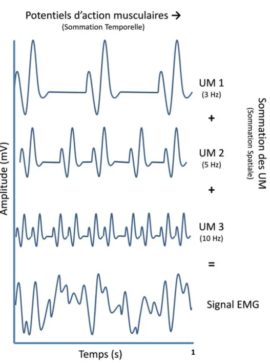 Figure 2: Le signal EMG représente la somme des potentiels d’action des différentes unités motrices