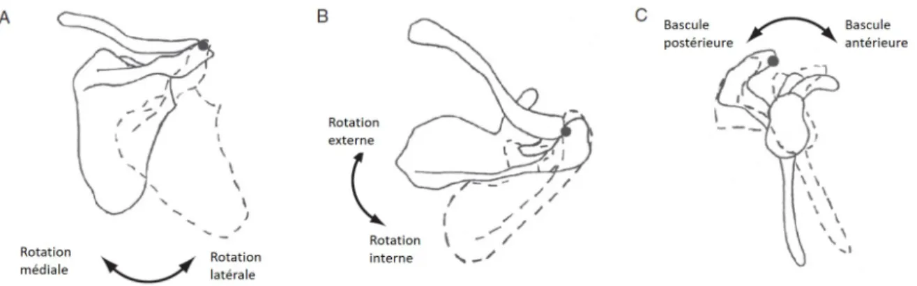 Figure 4: Mouvements de rotation de la scapula avec vue (A) postérieure (rotation médiale/latérale), (B) supérieure (rotation interne/externe) et (C) latérale (bascule antérieure/postérieure)