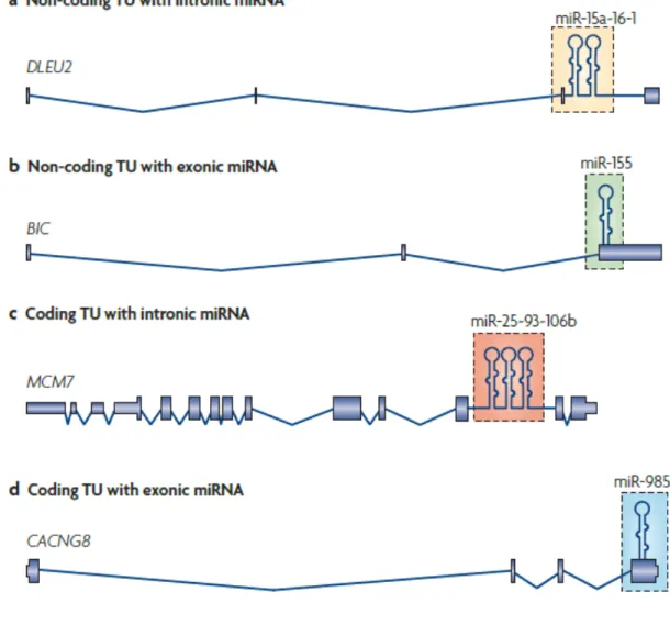 Figure 1. Four types of genomic locations of miRNA genes.   