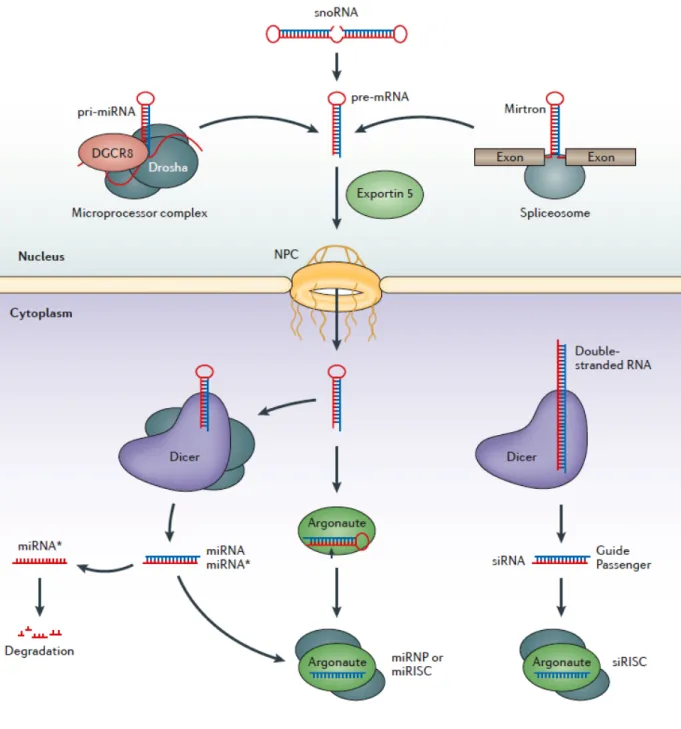 Figure 2. The overall biogenesis pathway of miRNA.  