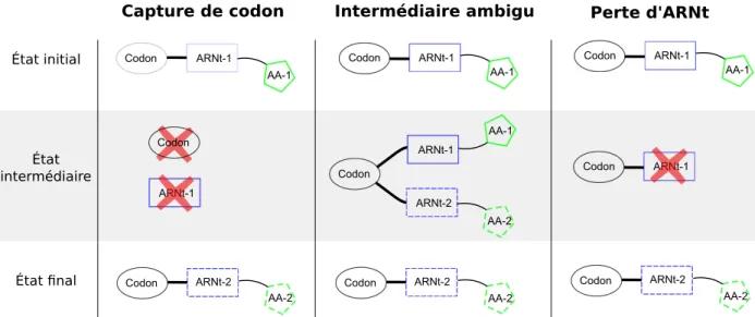 Figure 2.4. Trois mécanismes de réassignation de codons et leurs étapes de transition.