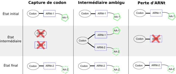 Figure 2.4. Trois mécanismes de réassignation de codons et leurs étapes de transition.