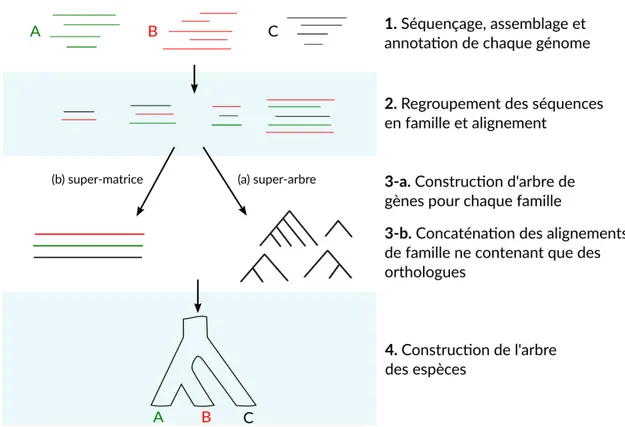Figure 3.5. Étapes de reconstruction des arbres phylogénétiques à partir de séquences de gènes