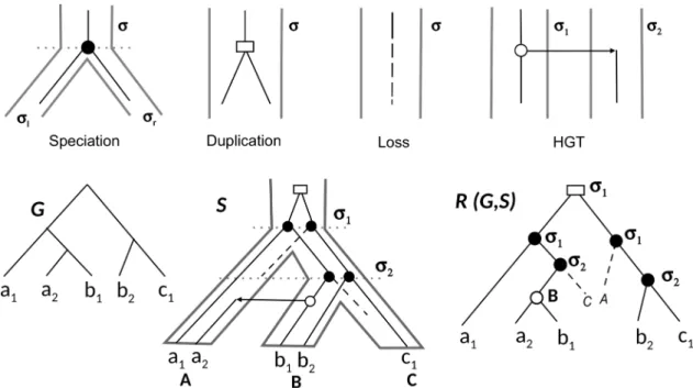 Figure 3.8. Haut : Représentation des évènements de spéciation (cercle noir), duplication (rectangle blanc), perte (ligne en pointillés) et HGT (cercle blanc)
