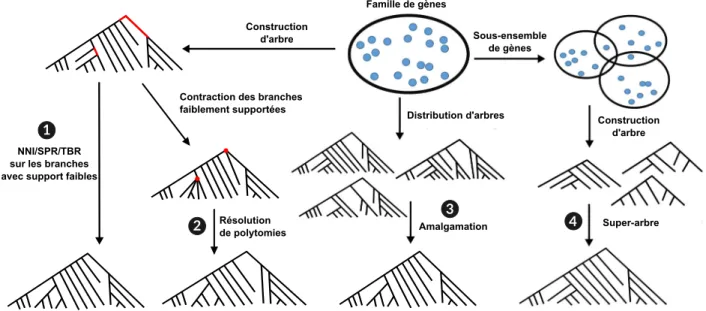 Figure 3.13. Quelques exemples de stratégies utilisées par les méthodes intégratives pour construire/corriger les arbres de gènes.