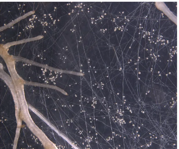 Figure 1 Carrot roots colonized by AMF. The extensive networks of mycelia increase absorbing surface of water and 