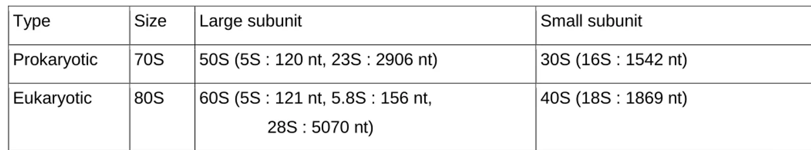 Table 1 rRNA : Prokaryotes (Escherichia coli) vs. Eukaryotes (human) 