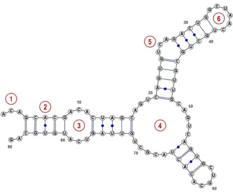 Figure 1.3.  Les éléments de structure secondaire de l’ARN. (1) Extrémité en surplomb en 5′