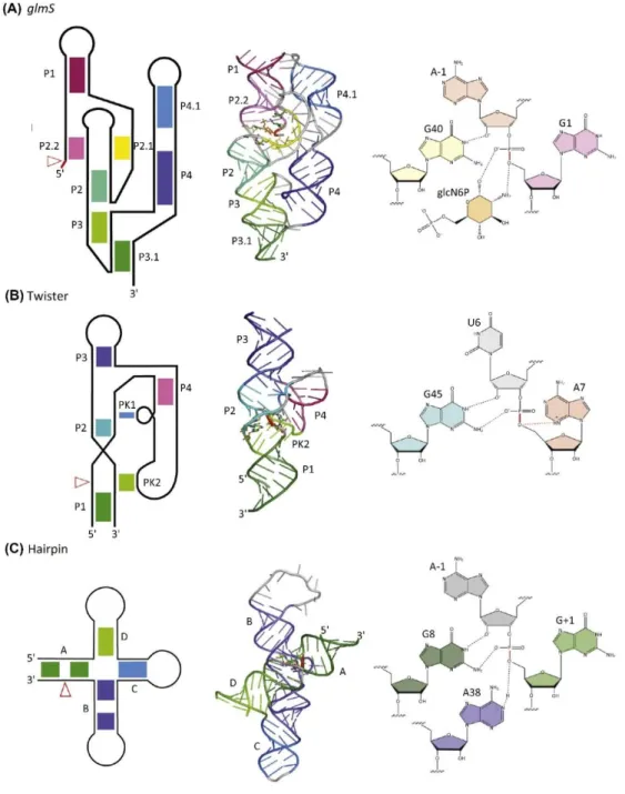 Figure 1.4.   Exemple de structure secondaire, 3D et mécanismes catalytiques de petits ARN  nucléolytiques