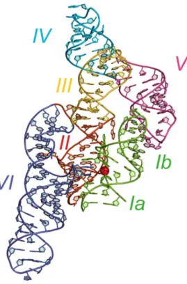 Figure 1.5.  Structures de l’état fermé du ribozyme VS en trans obtenu par cristallographie aux  rayons X
